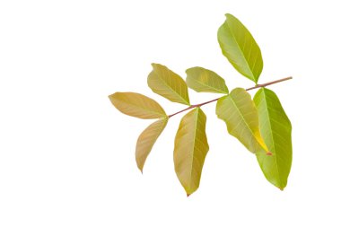 Üç. Taze Inthanin ya da Lagerstroemia ağacı yaprakları beyazdan kesilmiş. Tropikal bitki örtüsü ve çevre dostu tasarım unsurlarını temsil eder.