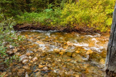 Vahşi çiçekler ve Coral Creek Banff Ulusal Parkı Alberta Kanada