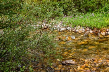 Vahşi çiçekler ve Coral Creek Banff Ulusal Parkı Alberta Kanada