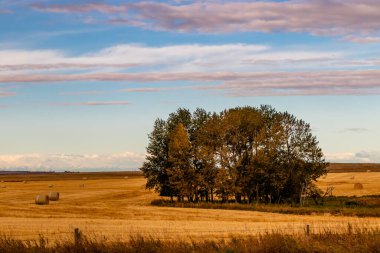 Sonbahar tarlalarında Haybales. Wheatland County, Alberta, Kanada