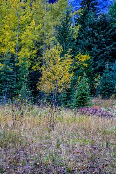 秋天的色彩 在他们所有的辉煌沿着弓谷大道 加拿大艾伯塔省班夫国家公园 — 图库照片