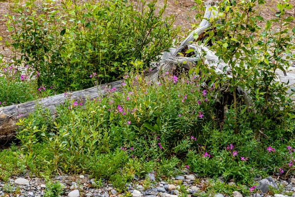 Bäck Och Vilda Blommor Heady Brewster Banff National Park Alberta — Stockfoto