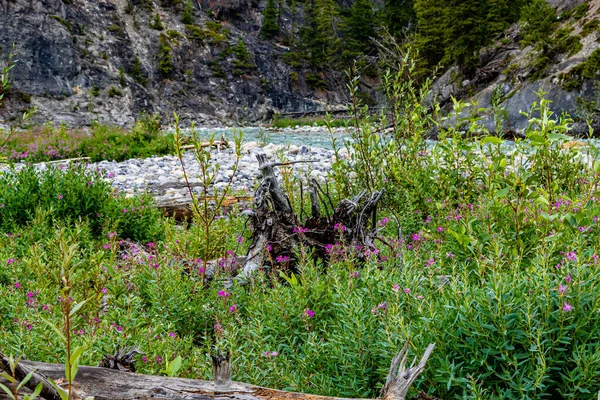 Nehir ve kır çiçekleri Heady Brewster Banff Ulusal Parkı Alberta Kanada