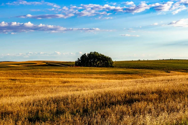 Wheatland County Alberta Canada 'dan geçerken göletler, akarsular ve tarlalar