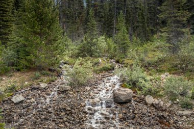 Yol kenarları karla kaplı dağlardan yükseliyor I ce Fields Parkway Banff Ulusal Parkı Alberta Kanada