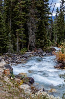 Louise Gölü çevresindeki dere ve ağaçlar Banff Ulusal Parkı Alberta Caanda