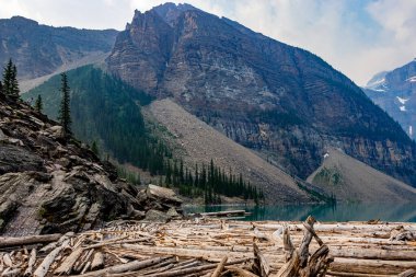 Log jam Moraine Gölü Banff Ulusal Parkı Alberta Kanada