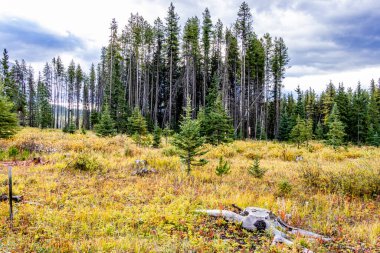 Falls Renkleri Koruma Dağı Banff Ulusal Parkı Alberta Kanada