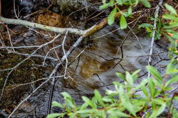 Дикие Цветы Ручей Морантс Крив Банф Национальный Парк Альберта Канада — стоковое фото