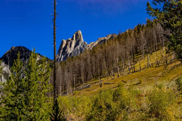 Vadvirágok Fák Előírt Égési Banff Nemzeti Park Alberta Kanada — Stock Fotó