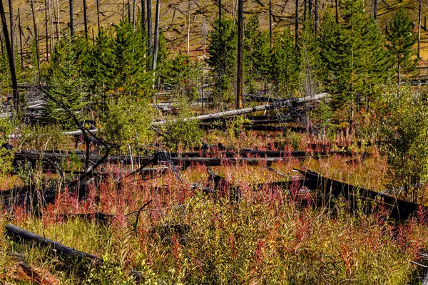 Dzikie Kwiaty Drzewa Przepisanym Spalać Banff National Park Alberta Kanada — Zdjęcie stockowe