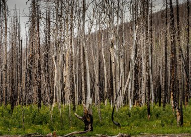 Akamina Parkway Waterton Gölleri Ulusal Parkı Alberta Kanada