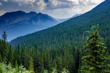 Sunshine Mountain Yolu boyunca bir gezinti Banff Ulusal Parkı Alberta Kanada