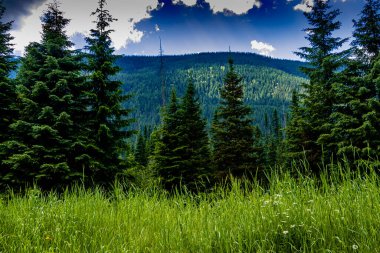 Kunduz Vadisi Buzul Ulusal Parkı İngiliz Kolombiyası Kanada