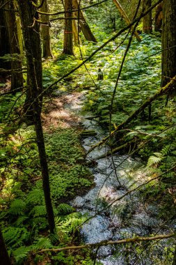 Hemlock Grove Boardwalk 'ta bir yürüyüş. Buzul Ulusal Parkı İngiliz Kolombiyası Kanada