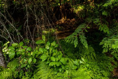 Hemlock Grove Boardwalk 'ta bir yürüyüş. Buzul Ulusal Parkı İngiliz Kolombiyası Kanada