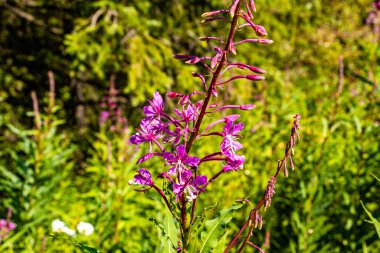 Yoho Ulusal Parkı İngiliz Kolombiyası Kanada Sarmal Tünelleri 'nin etrafındaki görüntüler