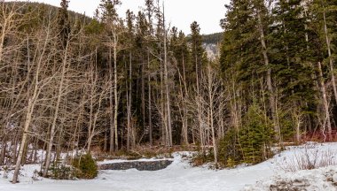 Kar hala etrafta dolanıyor, Heart Creek Trail İl Rekreasyon Bölgesi, Alberta, Kanada