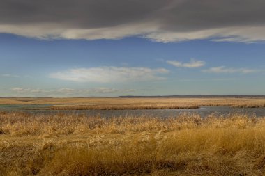 Bir bahar günü rüzgarda çimenleri savurmak. McGregor Gölü İl Rekreasyon Bölgesi, Vulcan Bölgesi, Alberta