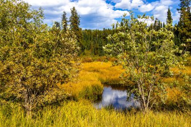 Clearwater County Alberta Canada 'da sonbahar arabaları