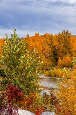 Turner Valley Foothills County Alberta Canada 'da sonbahar renkleri