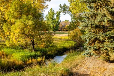 Cardston County Alberta Canada 'daki Magrath kasabasında sonbahar renkleri