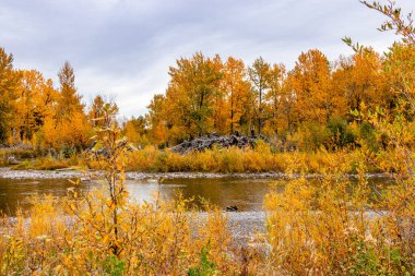 Turner Valley Foothills County Alberta Canada 'da sonbahar renkleri