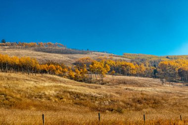 Çiftçi tarlalarında sonbahar renkleri. Big Horn MD, Alberta, Kanada