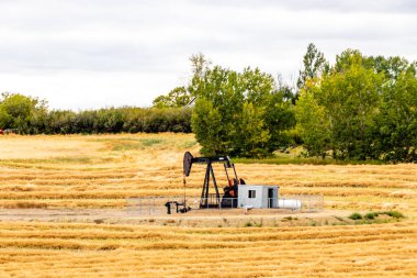 Buğday tarlasında demir at. Diz çök, Alberta, Kanada