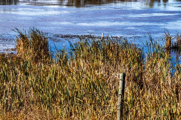 Spousta Modrého Nebe Rybníků Farmářských Polí Projížďce Krajem Lacombe Alberta — Stock fotografie