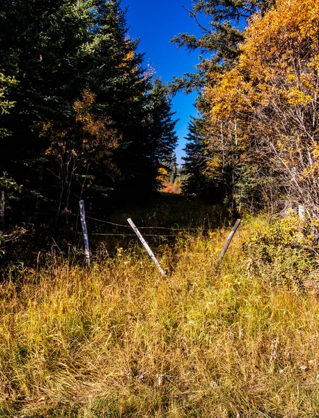 农民田里的秋天色彩 加拿大艾伯塔大角省医学博士 — 图库照片