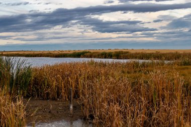 Ülkenin dört bir yanında sürerken çiftçilerin tarlalarında sonbahar renkleri belirmeye başlıyor. Mountainview County, Alberta, Kanada