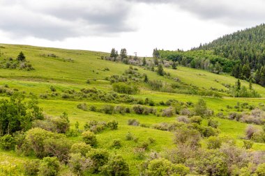 Yeşil tarlalar, göletler ve alçı gökyüzü ülkeyi baştan başa dolaşırken. Willow Creek 'in MD' si, Alberta, Kanada