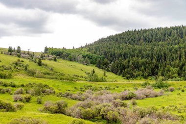 Yeşil tarlalar, göletler ve alçı gökyüzü ülkeyi baştan başa dolaşırken. Willow Creek 'in MD' si, Alberta, Kanada