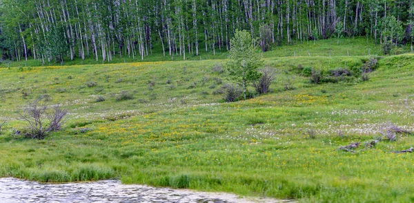 Зеленые Поля Пруды Над Разбросанным Небом Стране Willow Creek Альберта — стоковое фото