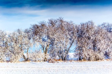 Yeni kar ağaçları eritmeye devam ediyor. Biesiker, Alberta, Kanada