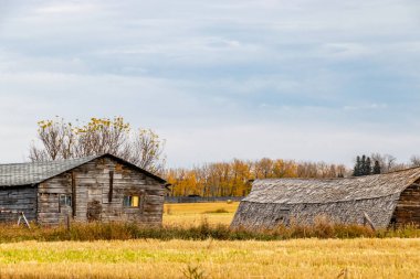 Uzun zaman önce kaybolmuş çok çalışkan savaşçılar bir tarlada yatarken yaşlarını gösterirler. Red Deer County, Alberta, Kanada