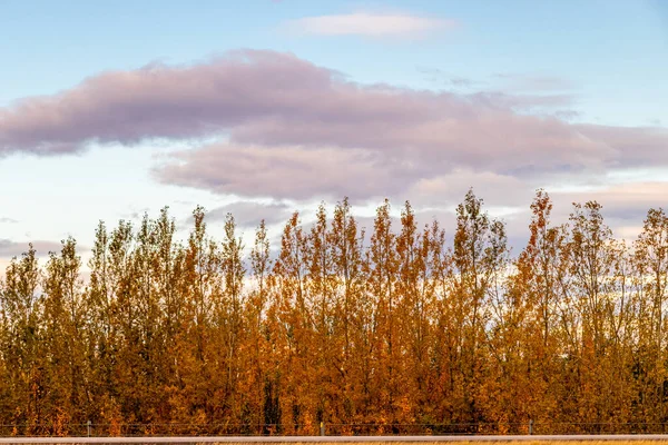 Sonbahar Yeşillikleri Güz Göletleri Ilçede Bir Yolculukta Önemli Noktalardır Red — Stok fotoğraf