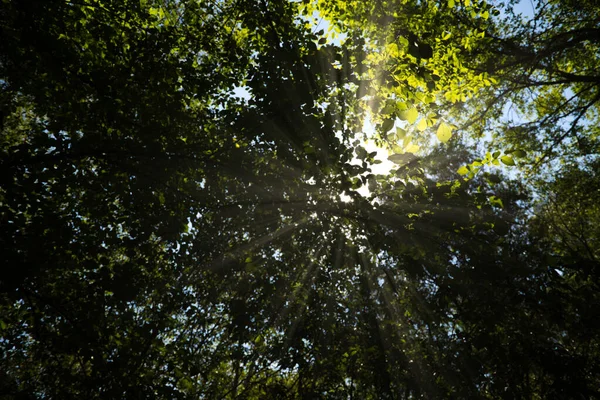 Zonnestralen Die Binnenkomen Tussen Takken Van Sommige Bomen Het Bos — Stockfoto
