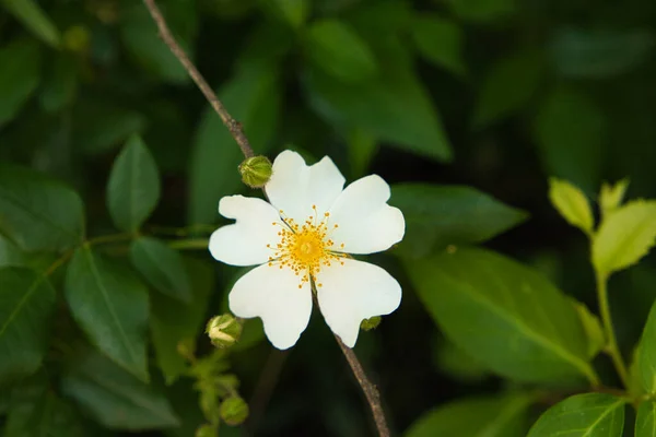 Biały Dziki Kwiat Pięcioma Płatkami Żółtymi Łodygami Centrum Kwiatów Zielone — Zdjęcie stockowe