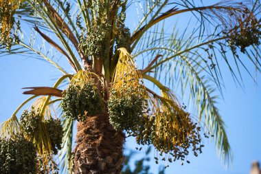 Yeşil yapraklı ve büyüyen hurma ağaçları. Gökyüzünde mavi arkaplanı olan güzel palmiye ağaçları. Alt görünüm