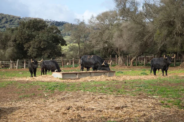 Grupo Toros Negros Que Comen Hierba Hierba Campo España Toro —  Fotos de Stock