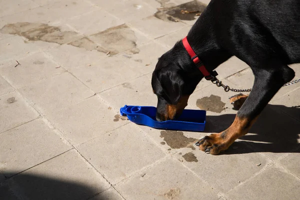 doberman puppy is drinking at the water trough. The dog is in the park and is thirsty. Concept pets and animals.