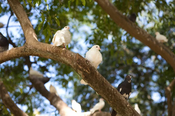 Pombos Rochosos Pombos Comuns Pombos Selvagens Pombos Sentados Numa Árvore — Fotografia de Stock