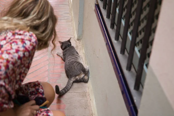 Žena Natáhne Ruku Aby Dotkla Šedé Kočky Ležící Zemi Kočka — Stock fotografie