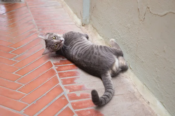 Adult Grey Cat Lying Street Floor Cat Very Beautiful Eyes — Stock Photo, Image