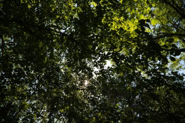 Ormandaki bazı ağaçların dalları arasından içeri güneş ışığı huzmeleri giriyor..