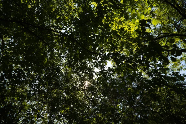 Zonnestralen Die Binnenkomen Tussen Takken Van Sommige Bomen Het Bos — Stockfoto