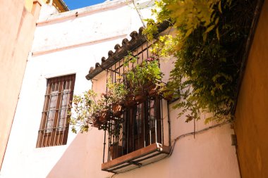 Santa Cruz semtinde, Sevilla, Endülüs, İspanya 'nın eski Yahudi mahallesinde bitki ve saksı dolu güzel sazdan pencereler..