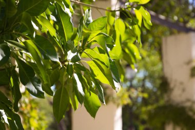 Tepper bitkisi evin iç avlusunda. Güneş ışınlarının çatının camları arasına nasıl girdiğini görebilirsiniz..